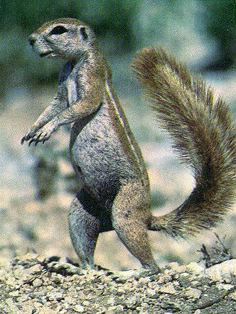 Squirrellius Gigantus says, 'WALK THIS WAY!!'